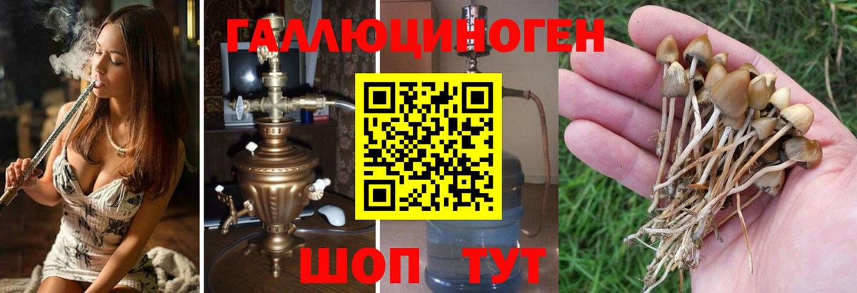 Псилоцибиновые грибы Psilocybine cubensis Лосино-Петровский